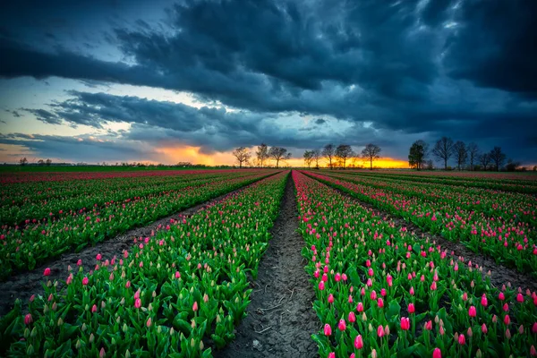 Sonnenuntergang Über Dem Blühenden Tulpenfeld Nordpolen — Stockfoto