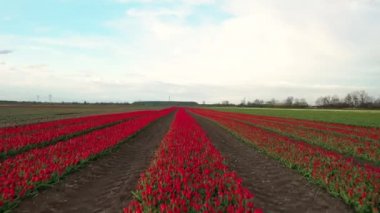 Kuzey Polonya 'da çiçek açan lalelerden oluşan bir halı.