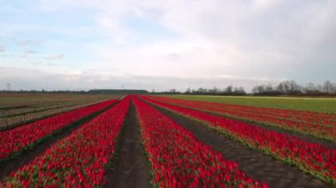 Kuzey Polonya 'da çiçek açan lalelerden oluşan bir halı.