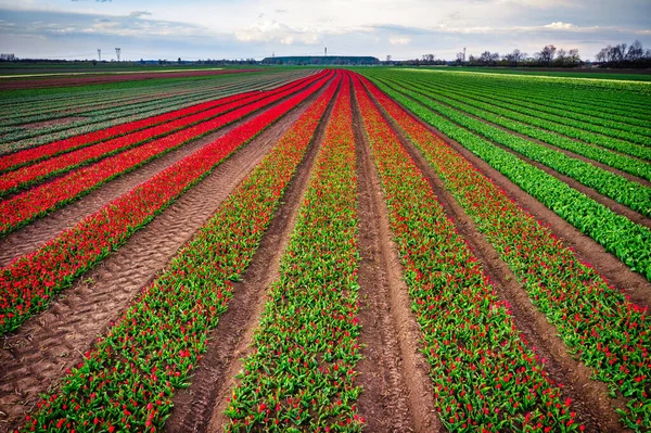 Ковер Цветущих Тюльпанов Поле Северной Польши — стоковое фото