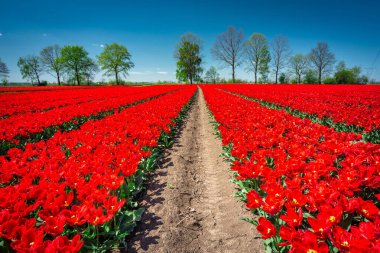 Kuzey Polonya 'da güzel açan kırmızı laleler.