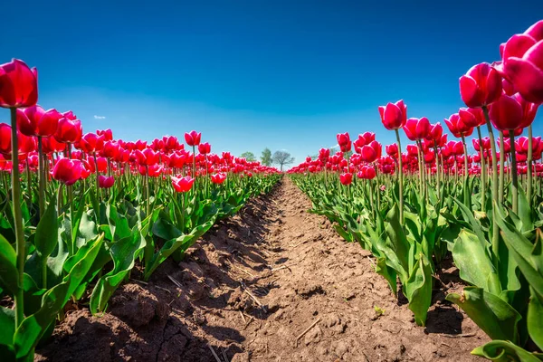 Krásné Kvetoucí Pole Růžových Tulipánů Severním Polsku — Stock fotografie
