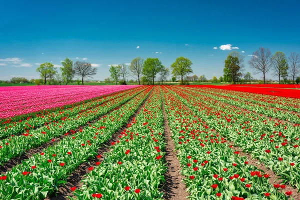 Vackert Blommande Fält Röda Tulpaner Norra Polen — Stockfoto