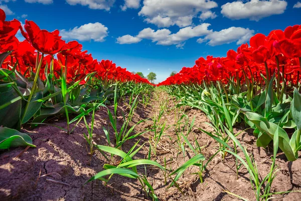 Schöne Blühende Rote Tulpenwiese Nordpolen — Stockfoto