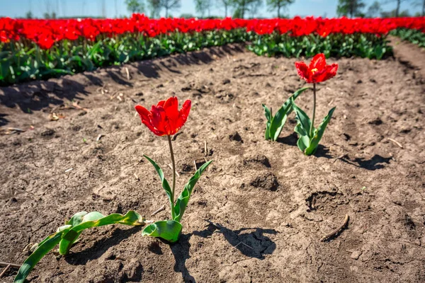 Belo Campo Florescente Tulipas Vermelhas Norte Polônia — Fotografia de Stock