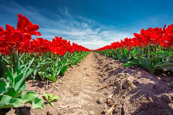 Beautiful Blooming Field Red Tulips Northern Poland — Stock Photo, Image