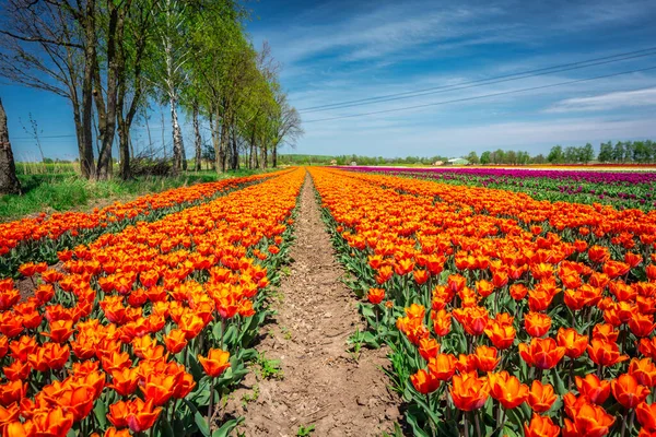 Krásné Kvetoucí Pole Oranžových Tulipánů Severním Polsku — Stock fotografie