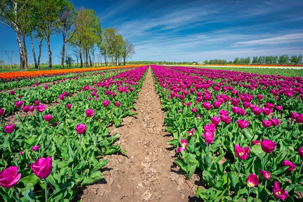 Belo Campo Florescente Tulipas Roxas Norte Polônia — Fotografia de Stock