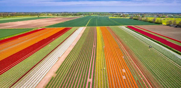 Belo Campo Florescente Tulipas Coloridas Norte Polônia — Fotografia de Stock