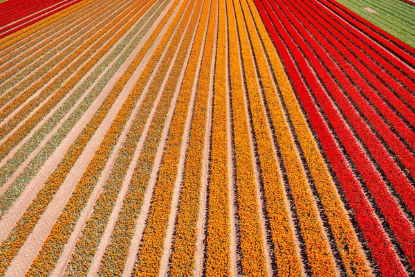 Beau Champ Fleuri Tulipes Colorées Dans Nord Pologne — Photo