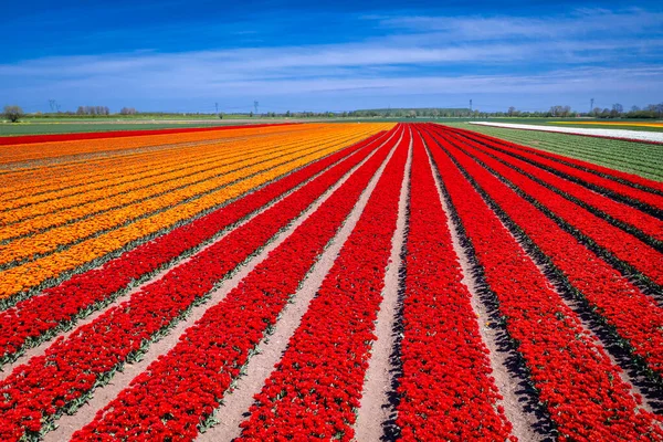Gyönyörű Virágzó Mező Színes Tulipánok Észak Lengyelországban — Stock Fotó