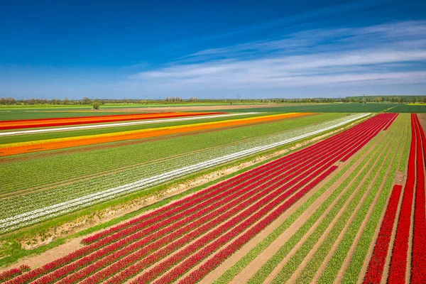 Vackra Blommande Fält Färgglada Tulpaner Norra Polen — Stockfoto