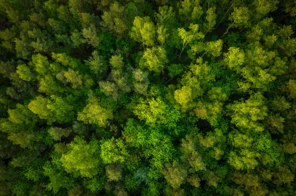 Letecký Pohled Shora Idylický Zelený Les Létě — Stock fotografie