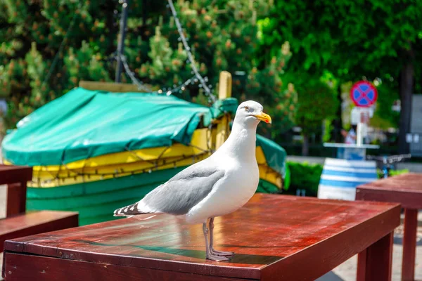 Mouette Assise Sur Table Restaurant Bord Mer Gdynia Orlowo Pologne — Photo
