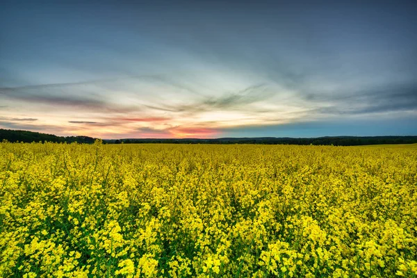 Vackert Landskap Med Det Gula Rapsfröfältet Vid Solnedgången Polen — Stockfoto