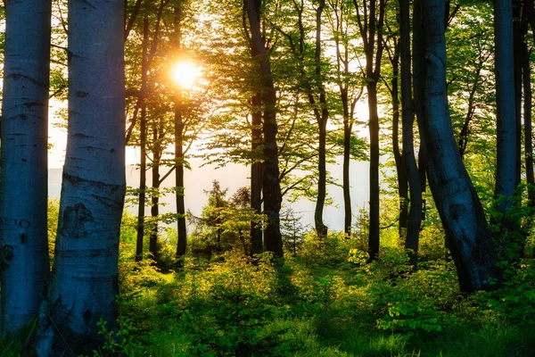 Nascer Sol Floresta Dos Beskids Silesianos Polónia — Fotografia de Stock