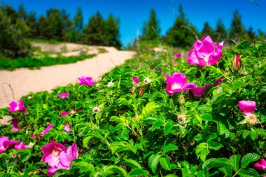 Yazın çiçek açan Baltık Denizi sahiline giden kum yolu, Polonya