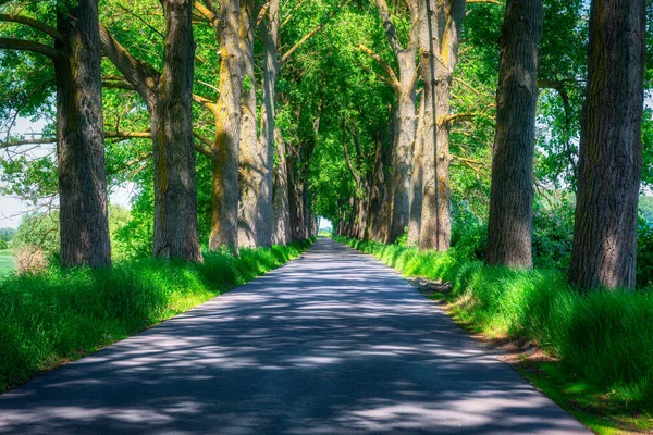 Estrada Incrível Com Árvores Estreitamente Plantadas Polônia — Fotografia de Stock