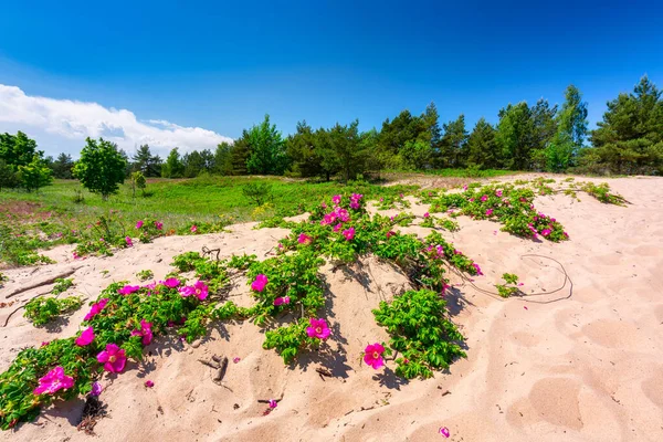 Estrada Arenosa Para Praia Mar Báltico Com Flores Flor Verão — Fotografia de Stock