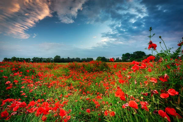 Blommande Vallmofält Vid Solnedgången Polen — Stockfoto