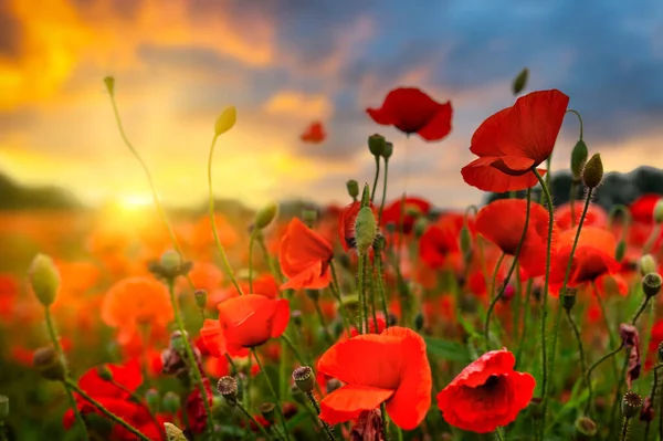 Bloeiende Papavervelden Bij Zonsondergang Polen — Stockfoto