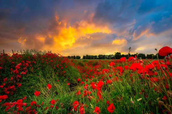 Квітучі Поля Заході Сонця Польщі — стокове фото