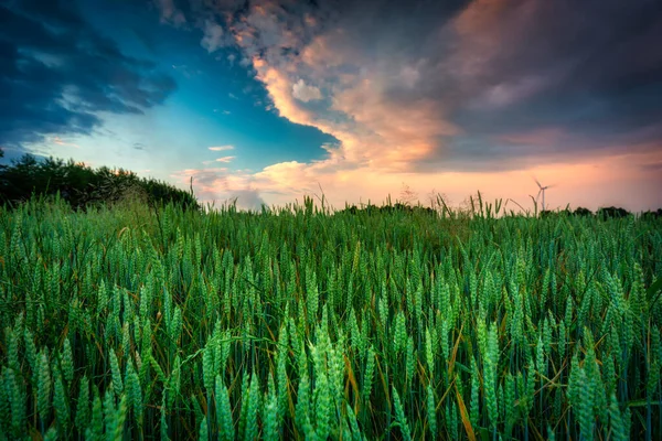 Campo Centeno Verde Atardecer Polonia — Foto de Stock