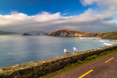 İrlanda 'nın Kerry ilçesinin sahilinde martılar