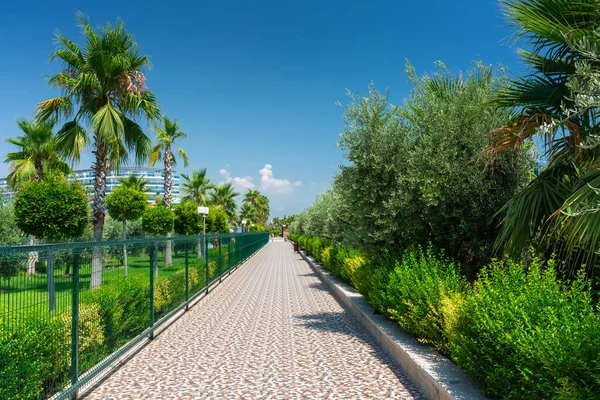 Bellissimo Sentiero Con Palme Sulla Spiaggia Della Turchia — Foto Stock