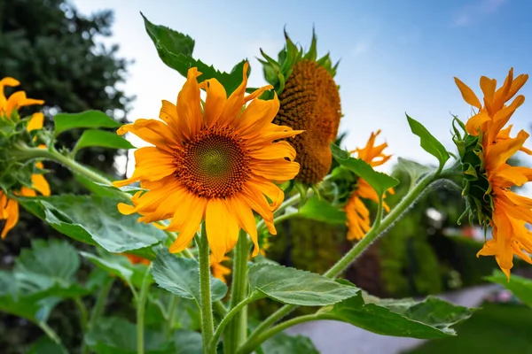Yellow Blooming Sunflowers Garden Sunset — Stock Photo, Image