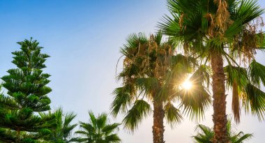 Mavi gökyüzü üzerinde tropikal palmiye ağaçları olan gün ışığı.