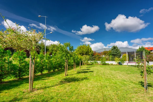 Jardin Avec Herbe Verte Jeunes Arbres Été — Photo