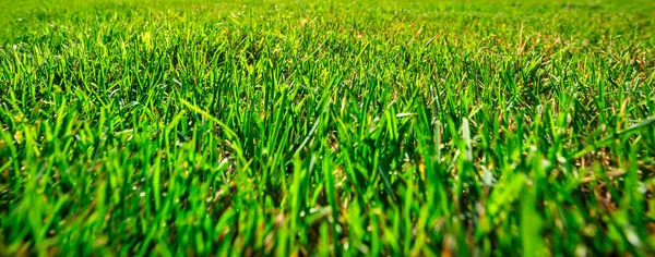 庭の緑豊かな草のパターン — ストック写真