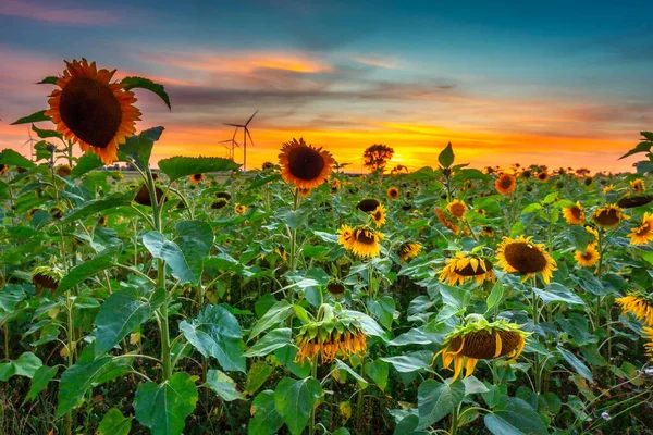 Hermosa Puesta Sol Sobre Campo Girasol Polonia —  Fotos de Stock