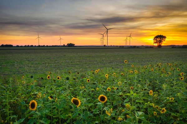 Beautiful Sunset Sunflower Field Poland — Stock Photo, Image