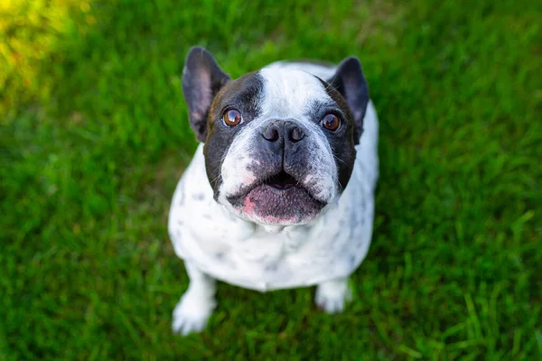 Bouledogue Français Dans Jardin Avec Pelouse Verte — Photo