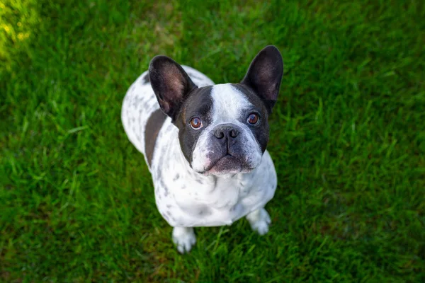 Buldog Francuski Ogrodzie Zielonym Trawnikiem — Zdjęcie stockowe