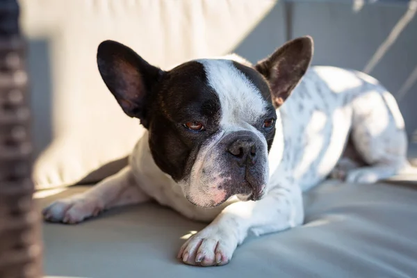 French Bulldog Lying Garden Sofa — Stock Photo, Image