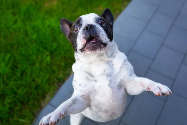 French Bulldog Asking Prize Two Legs — Stock Photo, Image