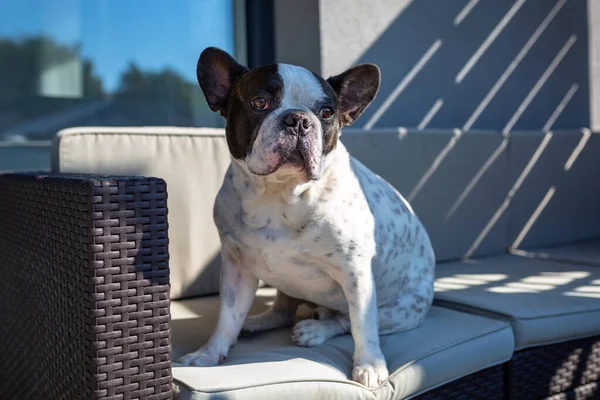 Französische Bulldogge Sitzt Auf Einem Gartensofa — Stockfoto