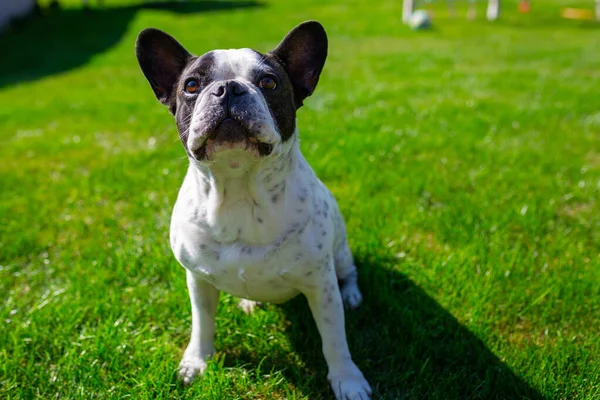 Fransk Bulldogg Trädgården Med Grön Gräsmatta — Stockfoto