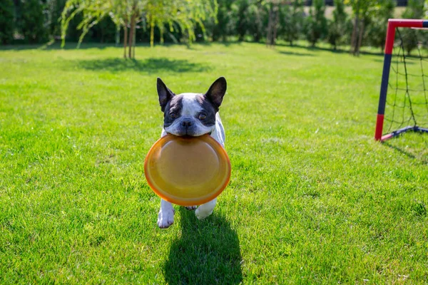 法国斗牛犬在阳光灿烂的花园里玩飞碟 — 图库照片