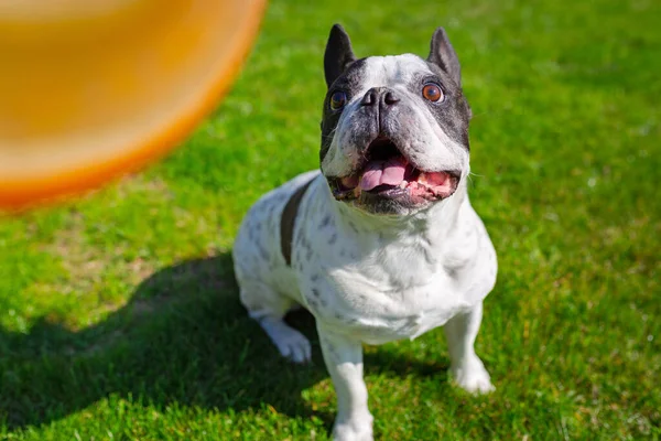 Anjing Bulldog Perancis Bermain Dengan Lingkaran Terbang Taman Yang Cerah — Stok Foto