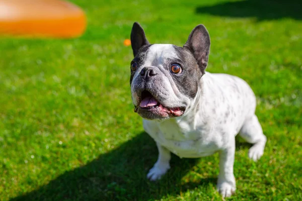 Anjing Bulldog Perancis Bermain Dengan Lingkaran Terbang Taman Yang Cerah — Stok Foto