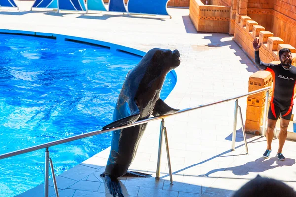 Turker Turquie Juillet 2021 Exposition Dauphins Phoques Dans Sealanya Dolphinpark — Photo