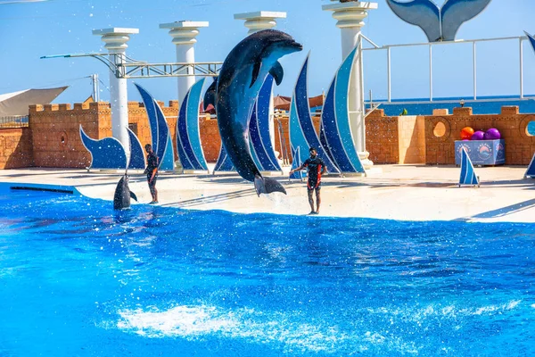 Turker Turquía Julio 2021 Espectáculo Delfines Focas Sealanya Dolphinpark Seapark — Foto de Stock