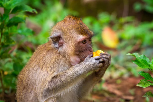 Widelife içindeki makak maymunu — Stok fotoğraf