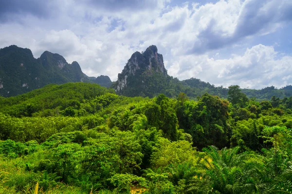 Floresta tropical do Parque Nacional Khao Sok — Fotografia de Stock