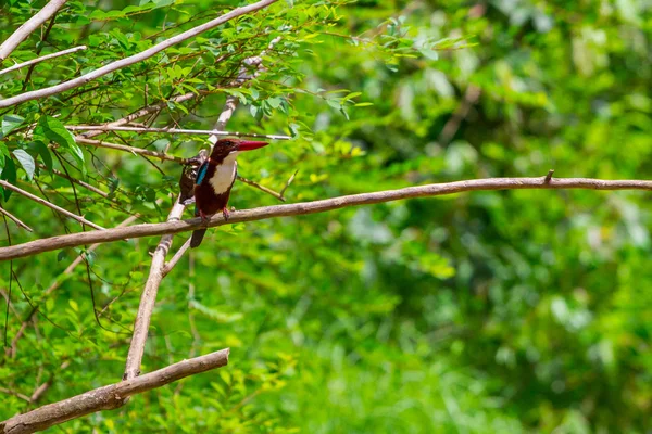 Beyaz boğazlı kingfisher kuş — Stok fotoğraf