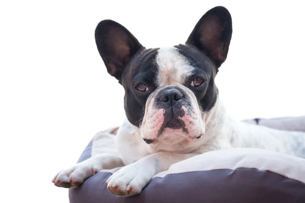 Buldogue francês deitado na cama — Fotografia de Stock